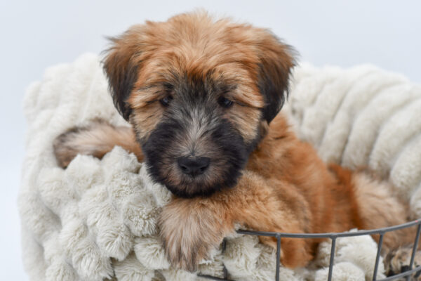 [#25403-03]  - Brown M Soft Coated Wheaten Terrier Puppies for Sale