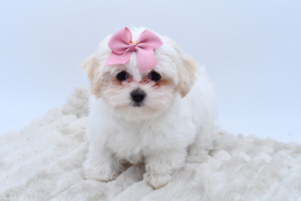 [#252618-02]  - White / Cream F Maltese/Havanese Puppies for Sale
