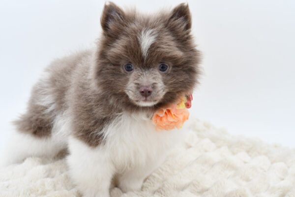 [#252734-01]  - Blue Merle M Pomeranian Puppies for Sale