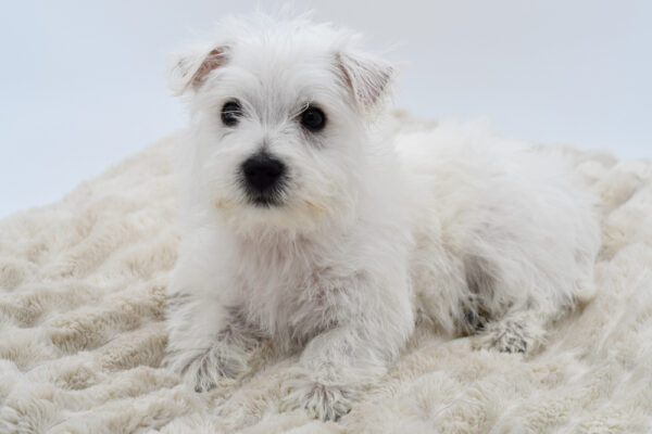 [#252744-03]  - White M West Highland White Terrier Puppies for Sale