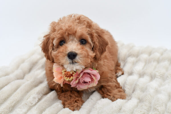 [#252782-04]  - Red F Poodle Mini Puppies for Sale