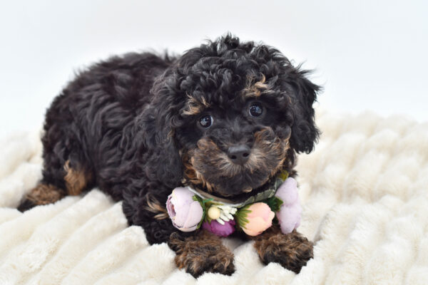 [#252783-02]  - Phantom F Poodle Mini Puppies for Sale
