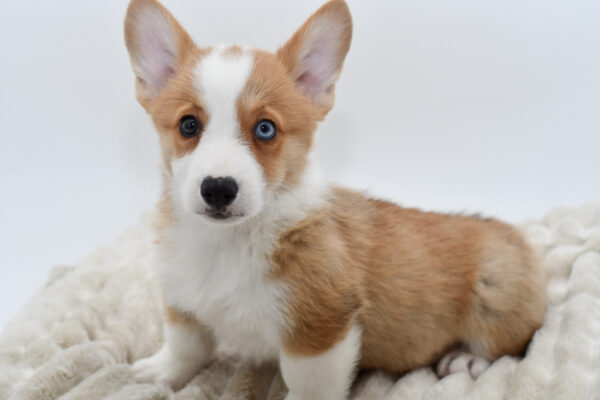 [#252821-02]  - Red / White M Pembroke Welsh Corgi Puppies for Sale