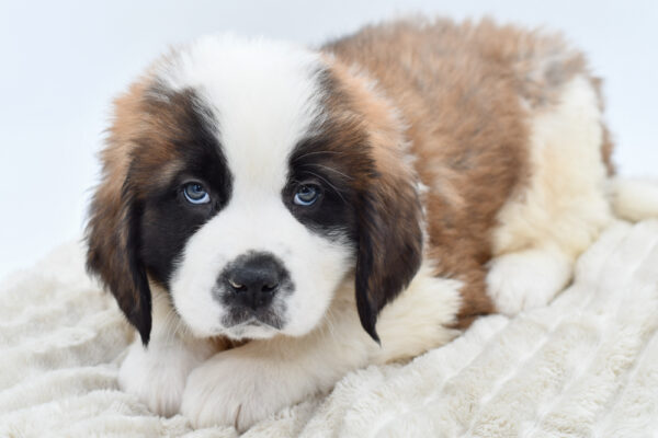 [#253089-04]  - Sable / White M Saint Bernard Puppies for Sale