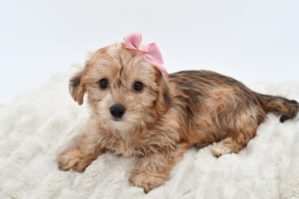 [#252260-04]  - Brown F Yochon Puppies for Sale