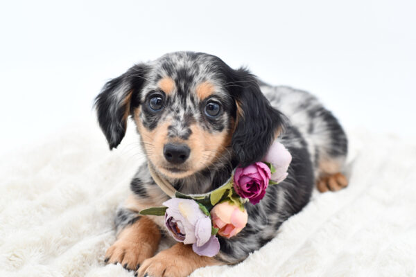 [#252273-02]  - Blue Merle F Chiweenie Puppies for Sale
