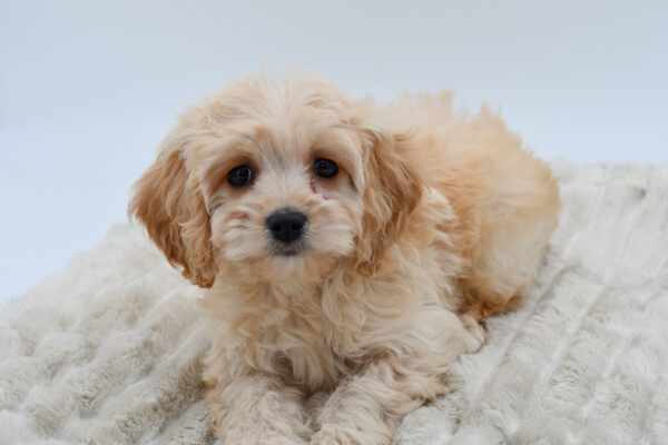 [#252308-01]  - Blenheim M Cavachon Puppies for Sale