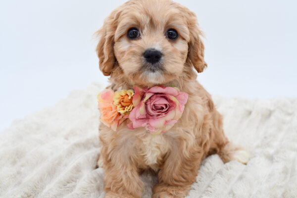 [#252311-06]  - Ruby F Cavachon Puppies for Sale