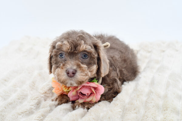 [#252327-08]  - Lilac / White F Daisy Dog Puppies for Sale