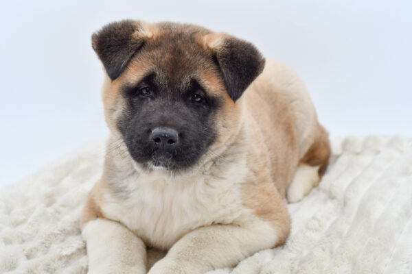 [#25372-01]  - Black / White M Akita Puppies for Sale