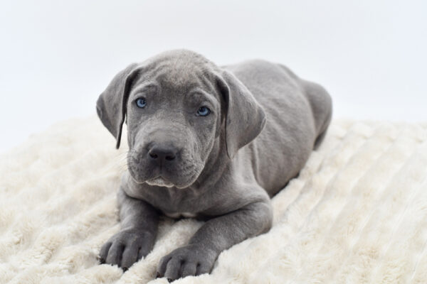 [#25377-11]  - Blue M Great Dane Puppies for Sale