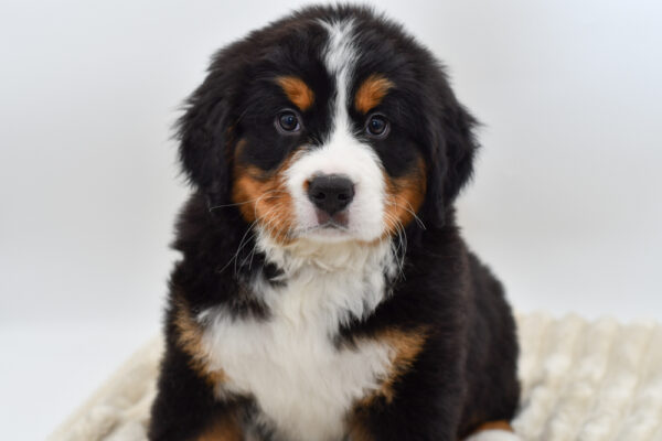 [#252833-01]  - Tri-Colored M Bernese Mountain Dog Puppies for Sale