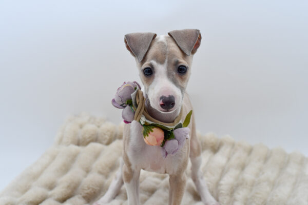 [#252843-06]  - Fawn / White F Italian Greyhound Puppies for Sale