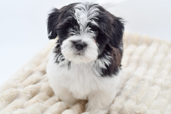 [#253262-04]  - Black / White M Havanese Puppies for Sale