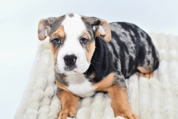 [#252993-03]  - Blue Merle / Tan M Beabull 2nd Gen Puppies for Sale