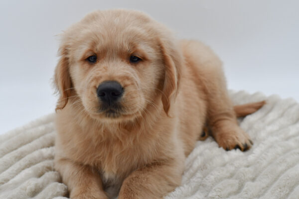 [#253165-01]  - Light Golden M Golden Retriever Puppies for Sale