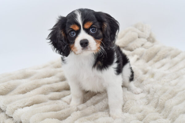 [#253170-04]  - Tri-Colored M Cavalier King Charles Spaniel Puppies for Sale