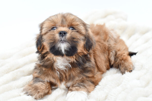[#253202-01]  - Brindle M Shih Tzu Puppies for Sale
