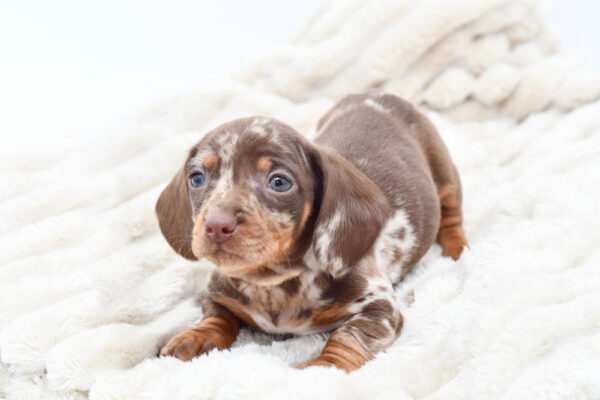 [#253218-02]  - Chocolate M Dachshund Puppies for Sale