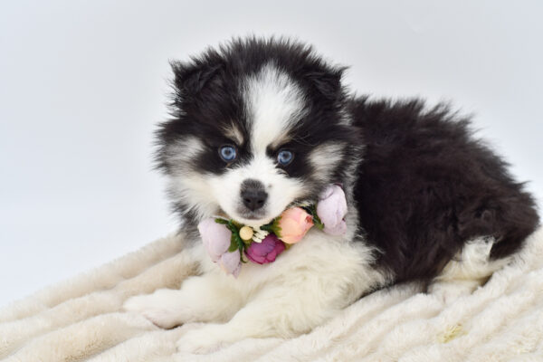 [#253328-03]  - Black / White F Pomsky 2nd Gen Puppies for Sale