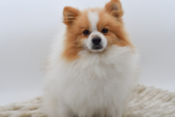 [#253499-01]  - Red Sable M Pomeranian Puppies for Sale
