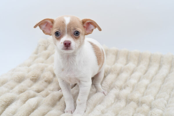[#252868-01]  - Blue Fawn M Chihuahua Puppies for Sale