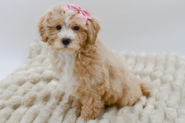 [#252871-06]  - Apricot F Maltipoo Puppies for Sale