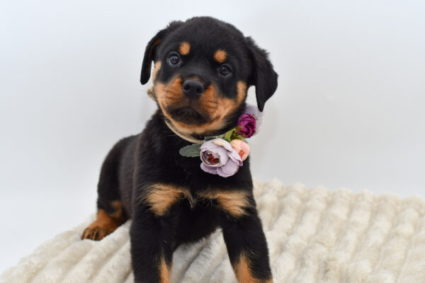 [#253126-07]  - Black / Tan F Rottweiler Puppies for Sale