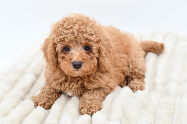 [#252312-02]  - Red M ShihPoo Puppies for Sale
