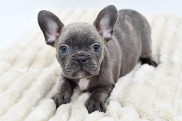 [#252344-02]  - Blue M Frenchton Puppies for Sale