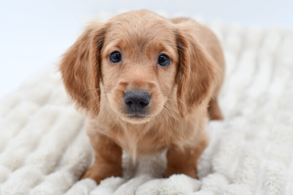 [#252354-03]  - Red M Dachshund Puppies for Sale