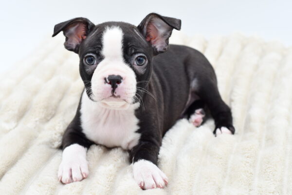[#252402-02]  - Black / White M Boston Terrier Puppies for Sale