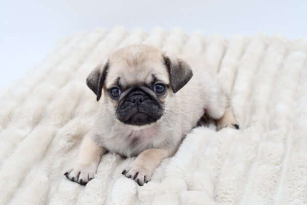 [#252403-03]  - Fawn M Pug Puppies for Sale