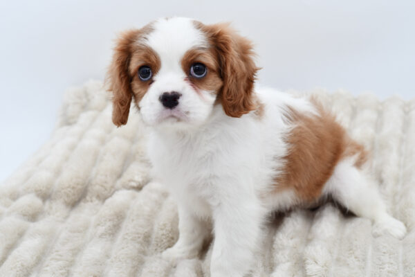 [#252431-02]  - Blenheim M Cavalier King Charles Spaniel Puppies for Sale