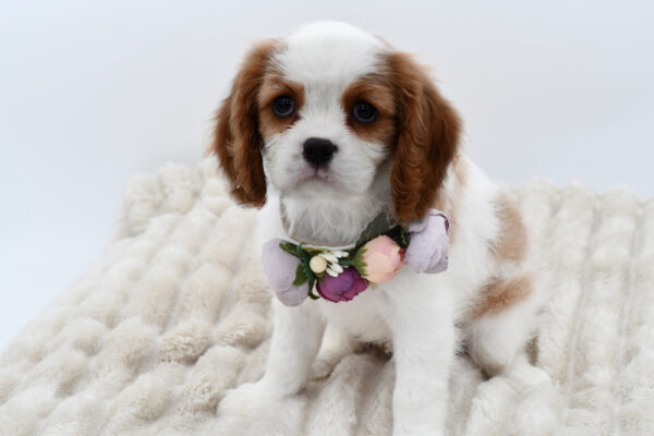[#252431-03]  - Blenheim F Cavalier King Charles Spaniel Puppies for Sale