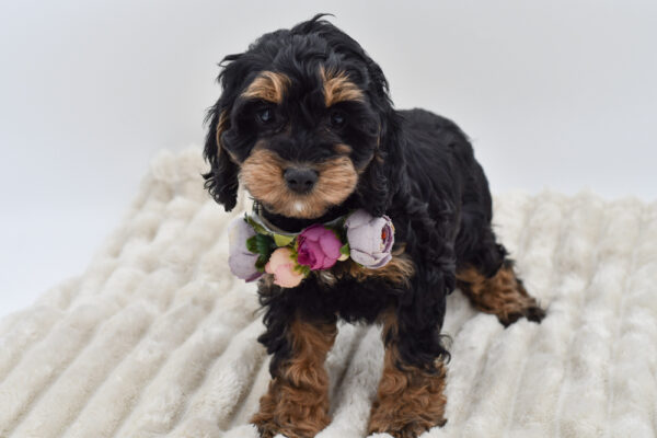 [#252444-07]  - Black / Tan F Cock A Poo Puppies for Sale