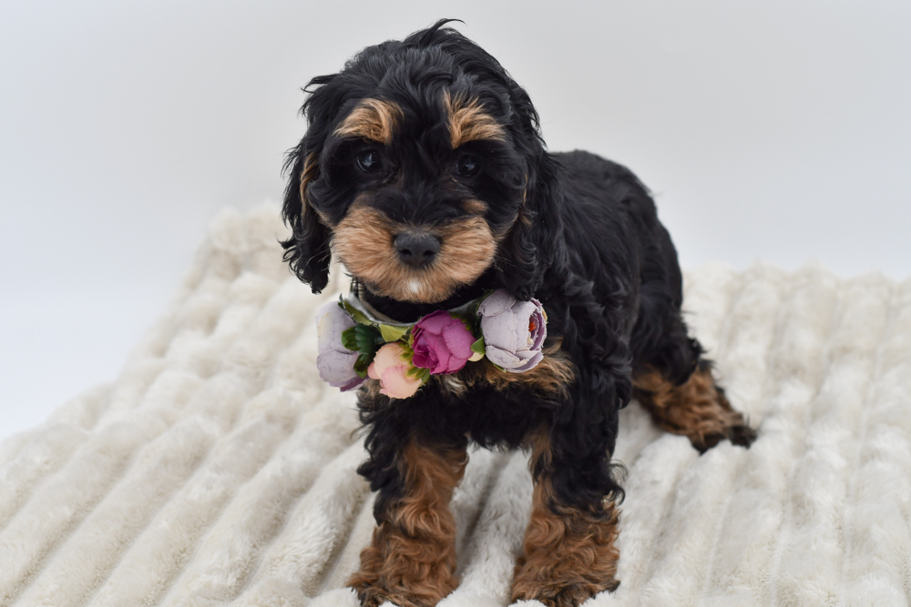 Cockapoo (F) 39615