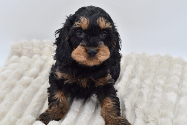 [#252444-08]  - Buff F Cock A Poo Puppies for Sale