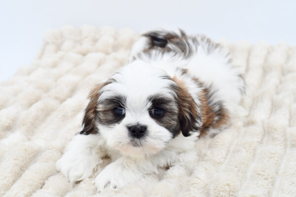 [#252452-03]  - Brown / White M Lhasa Apso Puppies for Sale