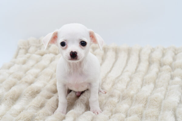 [#252466-03]  - White M Chihuahua Puppies for Sale