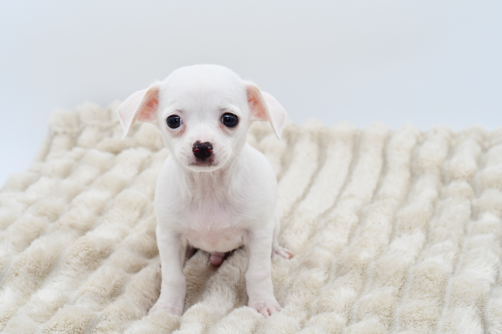 Chihuahua -(M) 39618
