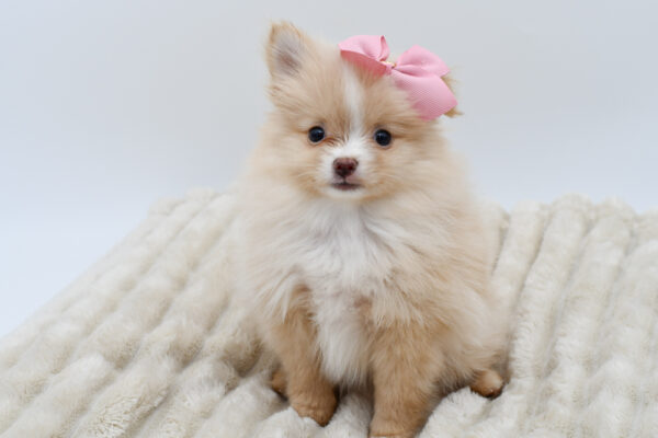 [#252471-04]  - Red F Pomeranian Puppies for Sale