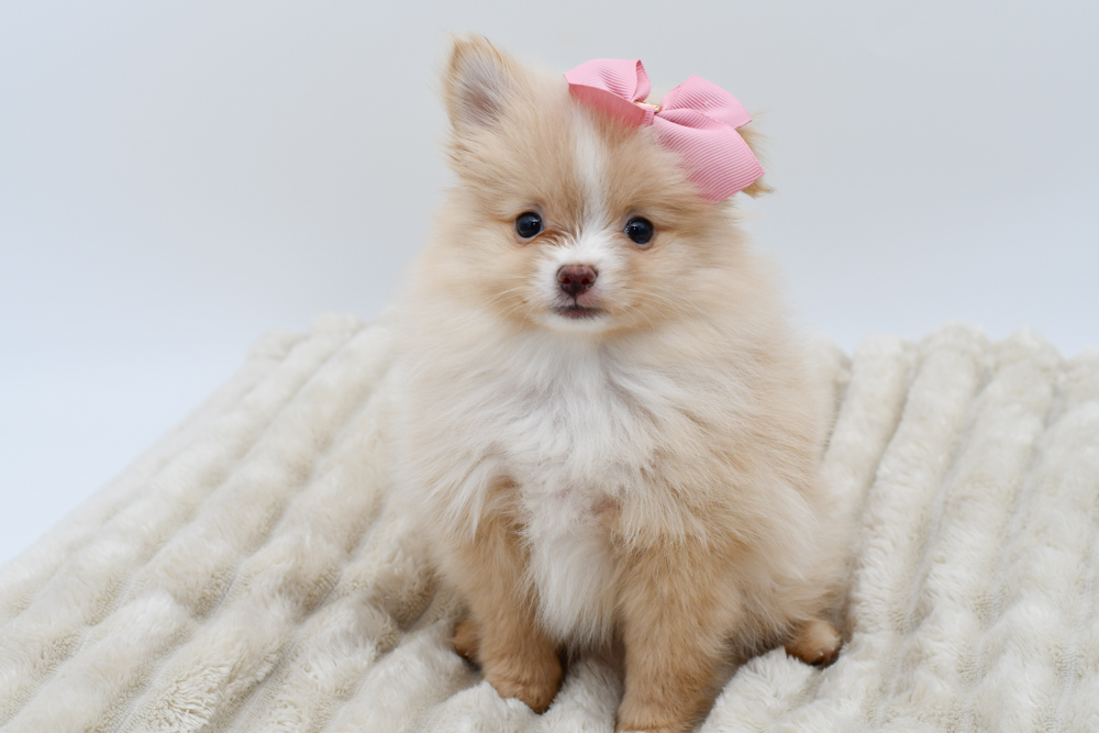 Pomeranian (F) 39619