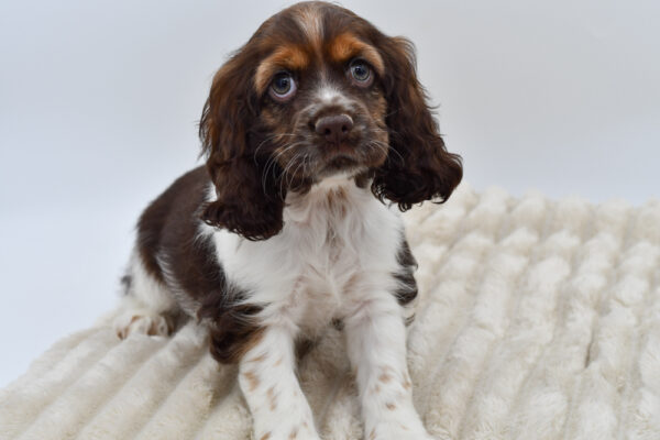 [#252472-05]  - Chocolate White Tan F Cocker Spaniel Puppies for Sale