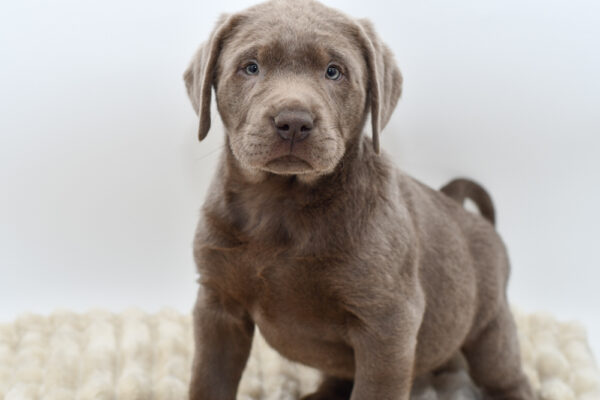 [#25386-02]  - Silver M Labrador Retriever Puppies for Sale