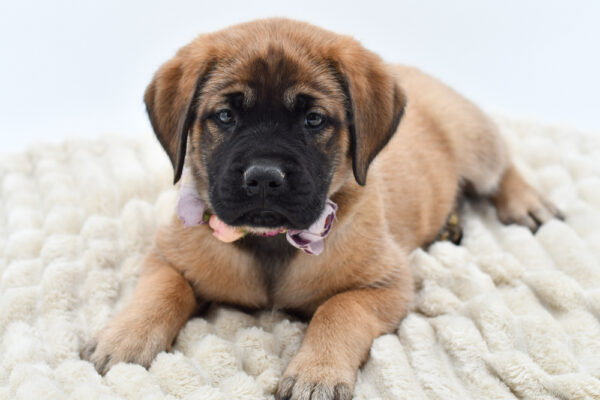 [#25388-06]  - Fawn F Mastiff Puppies for Sale
