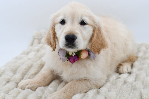[#25389-08]  - Golden F Golden Retriever Puppies for Sale