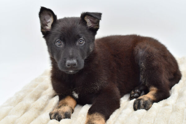 [#25442-06]  - M German Shepherd Dog Puppies for Sale