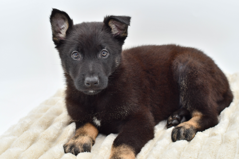 German Shepherd (M) 39624