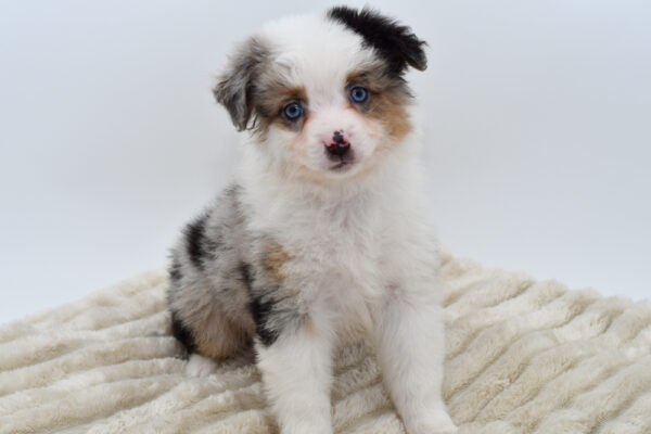 [#252994-04]  - Blue Merle M Australian Shepherd Puppies for Sale